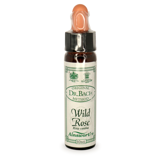 [25054422] Ainsworths Bach Wild Rose